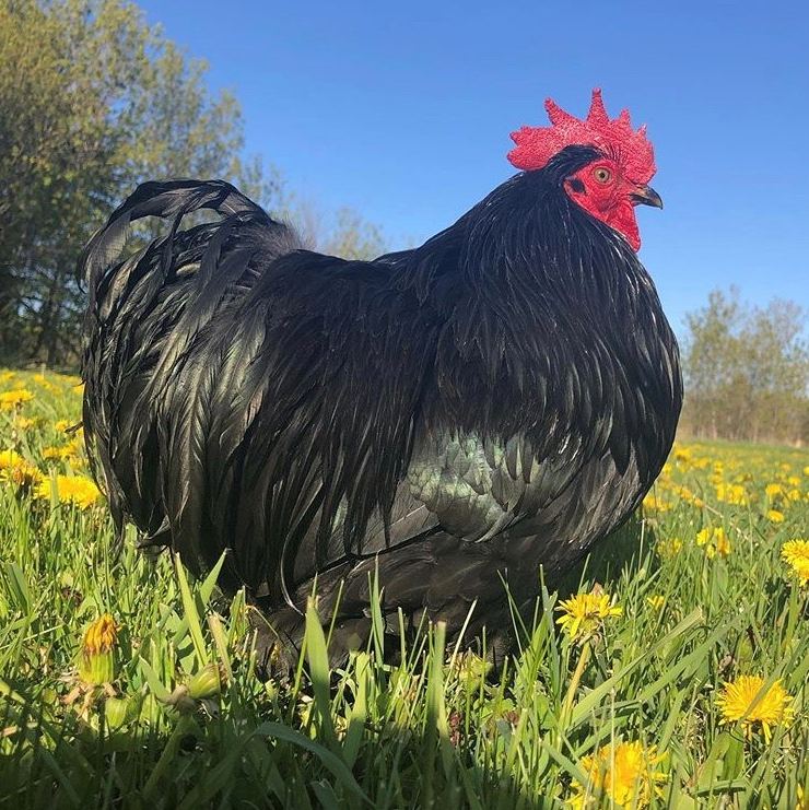 Rooster Redemption | GiveMN