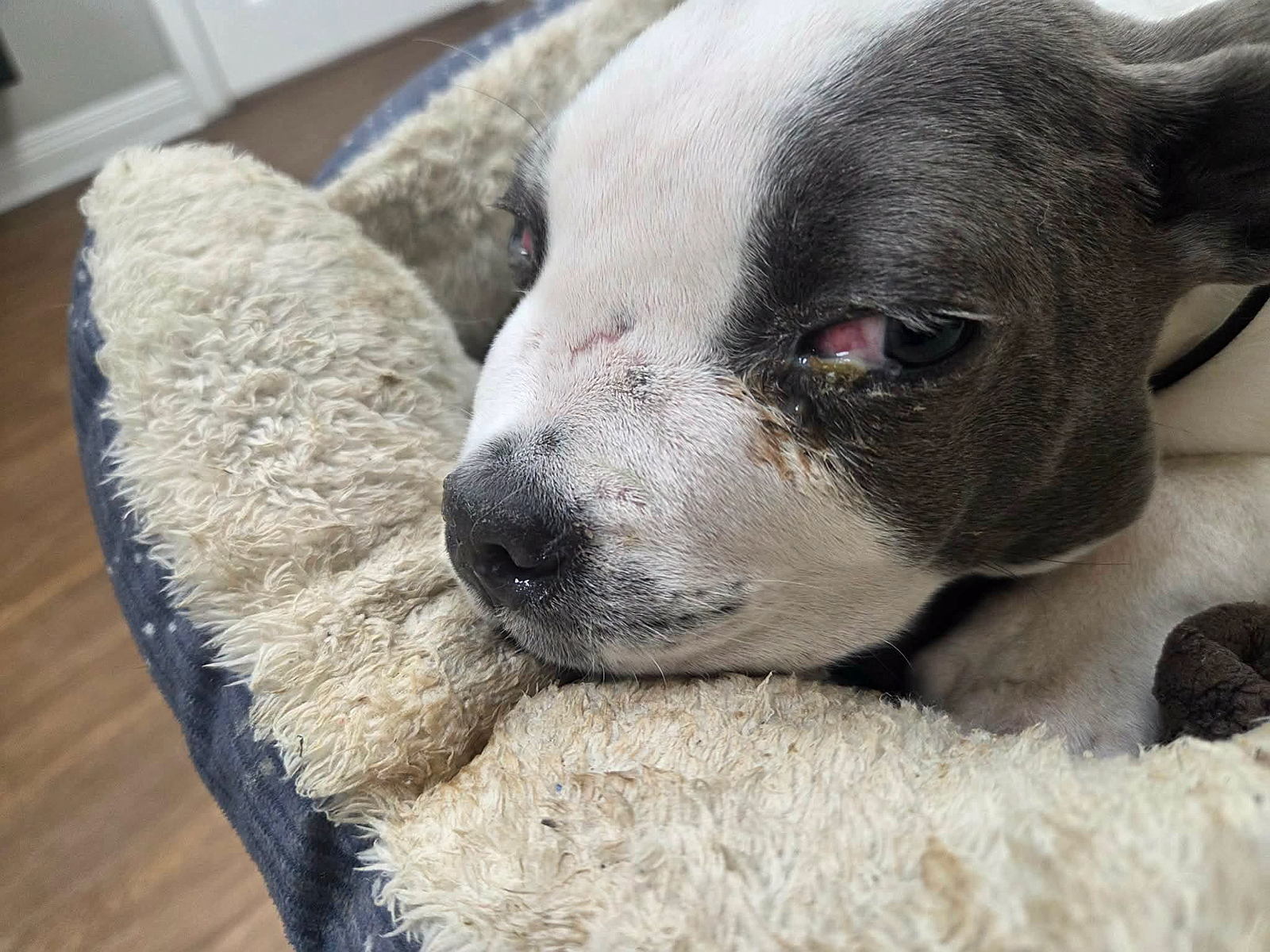 This poor pup was very sick when he came into care, but now Auburn is finalizing his recovery and will soon step into a forever home!