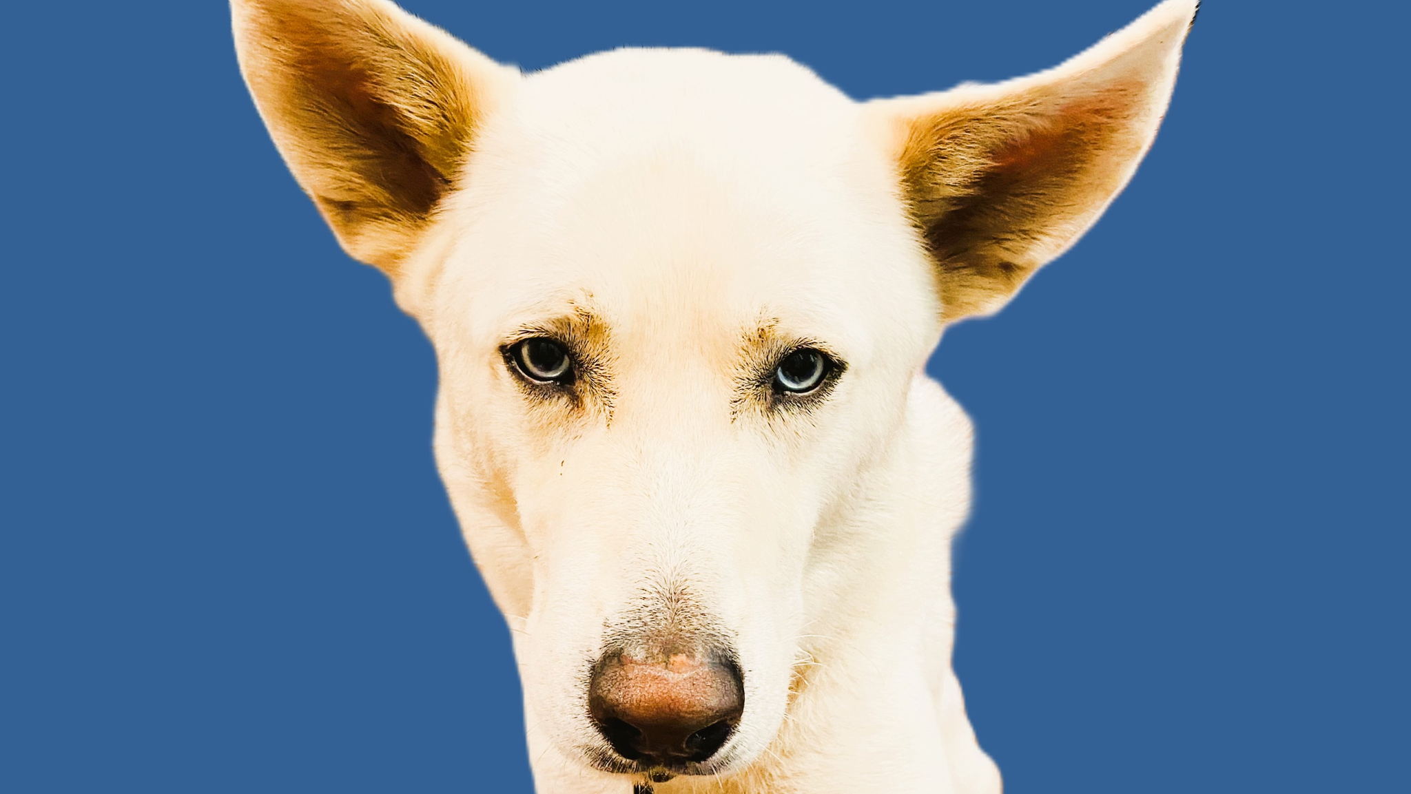 Fundraiser image