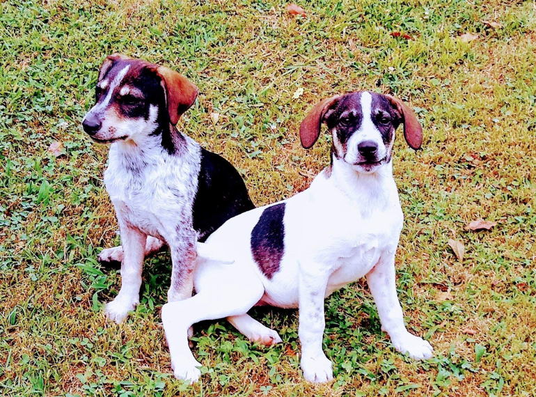 Fundraiser image