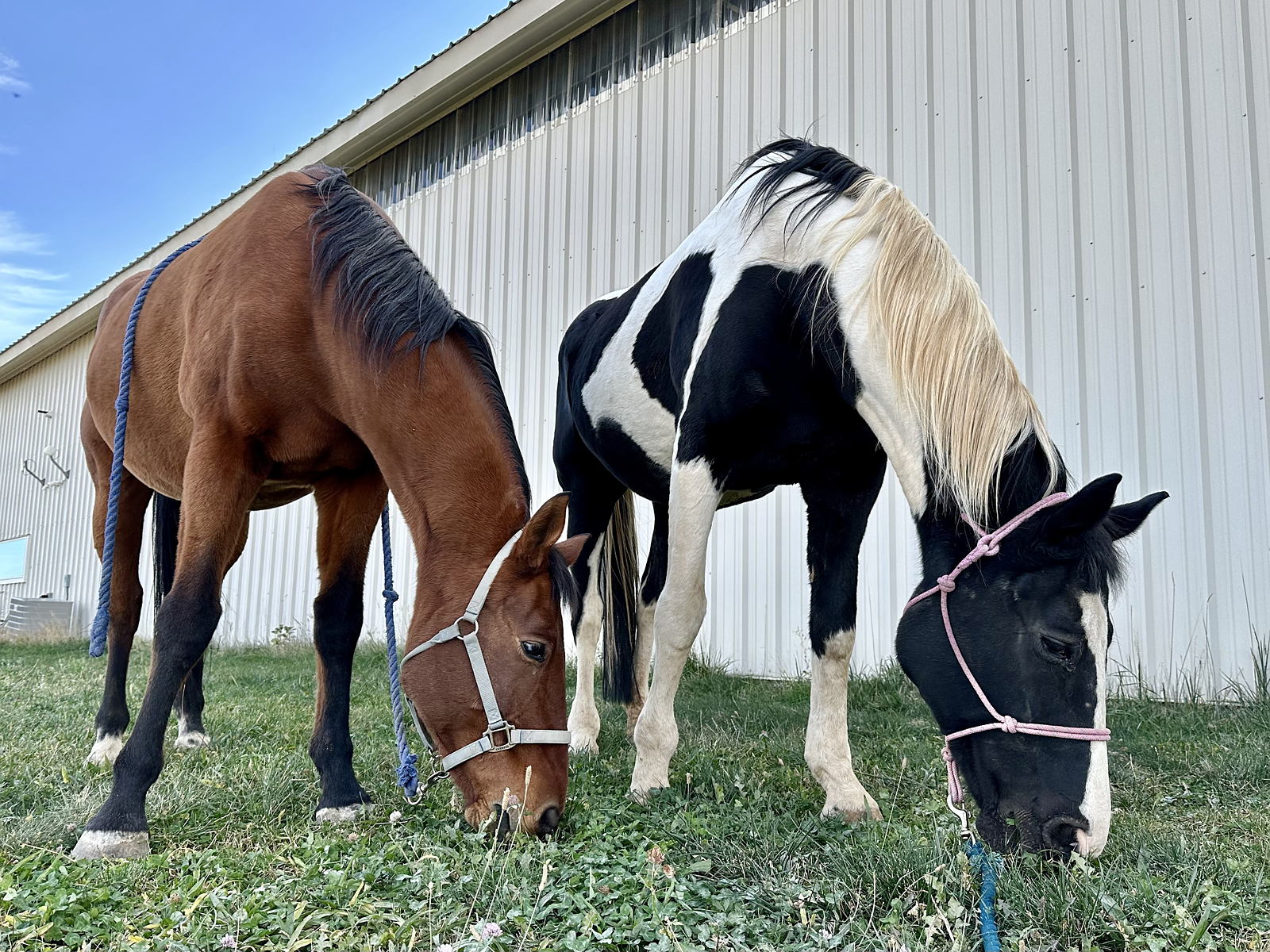 Saved From Slaughter and Now Saving Kids 