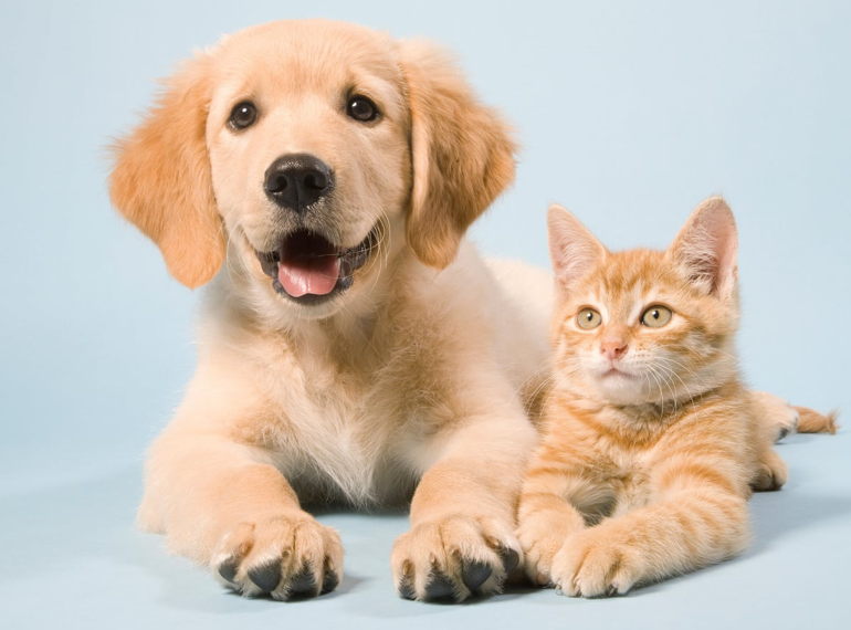 Fundraiser image