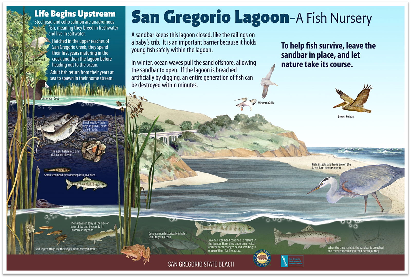 Interpretive panel we sponsored at San Gregorio State Beach.