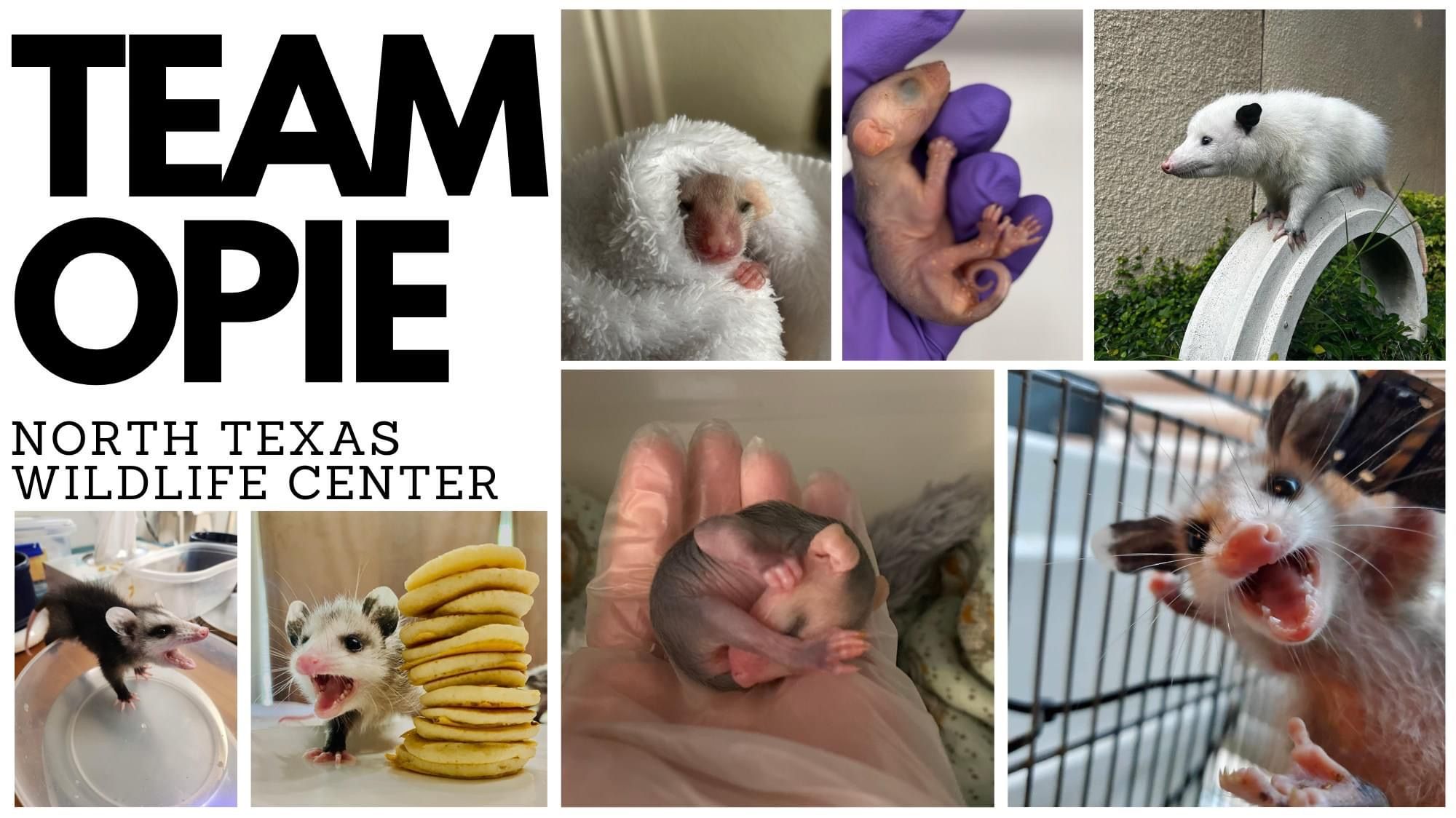 I Support North Texas Wildlife Center! | NTX Giving Day