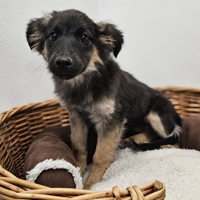 Support Siskiyou Humane Society Inc on North State Giving Tuesday