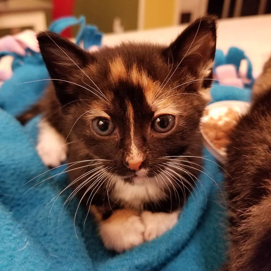 St francis shop society animal rescue