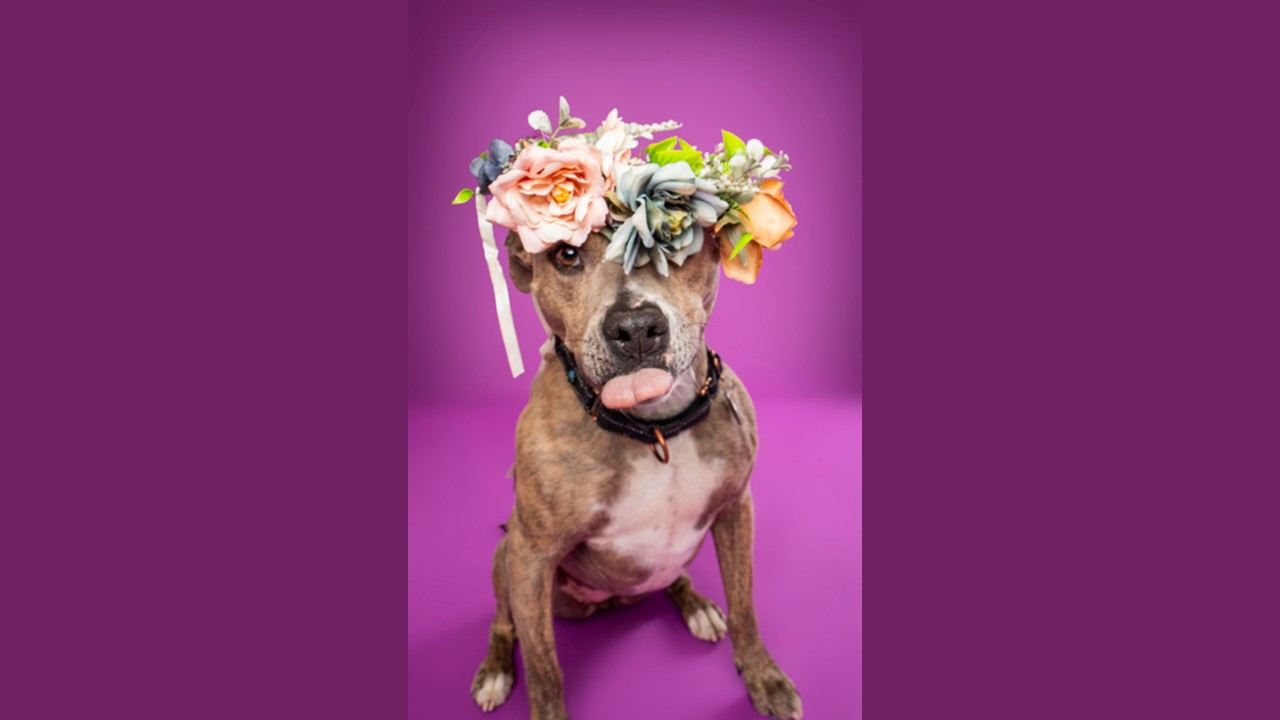 Fundraiser image