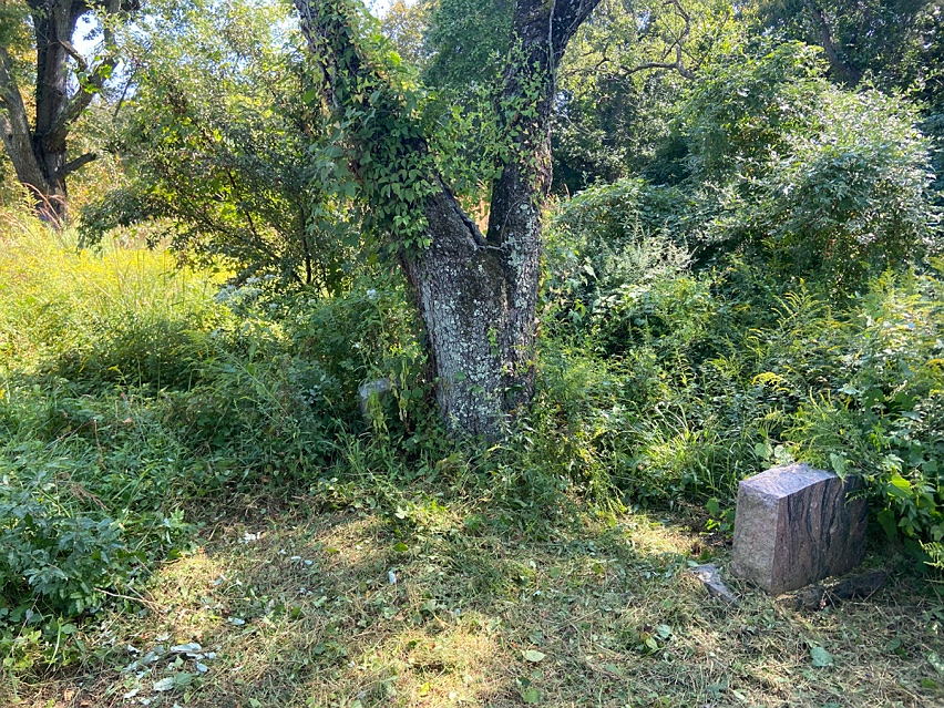 A tree in a grassy areaAI-generated content may be incorrect.