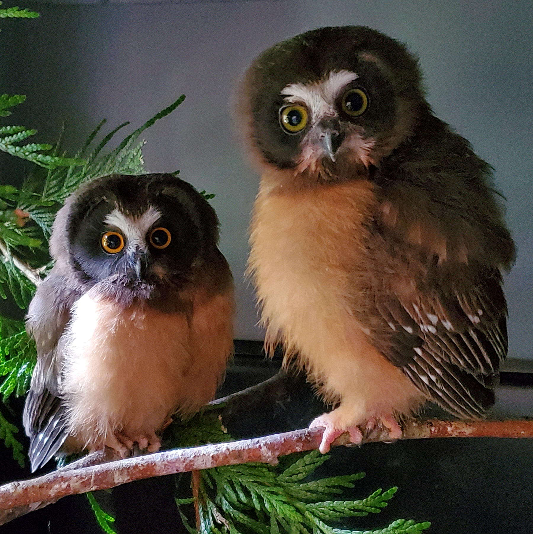 Raindancer Wild Bird Rescue Washington Gives