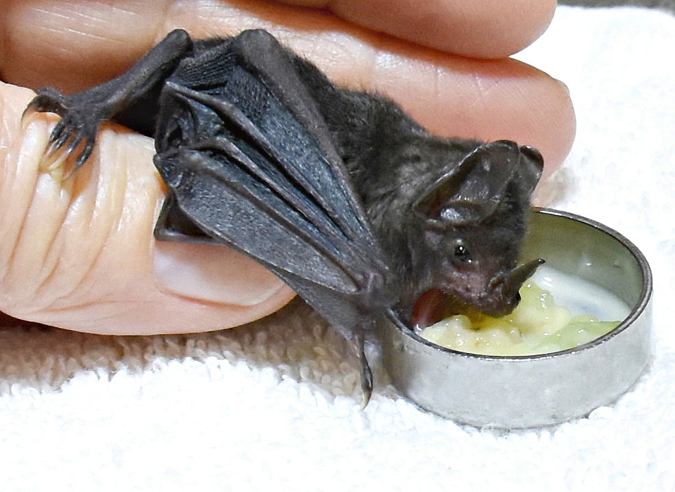 Lifetime Care for 90 Rescued Fruit Bats Mightycause
