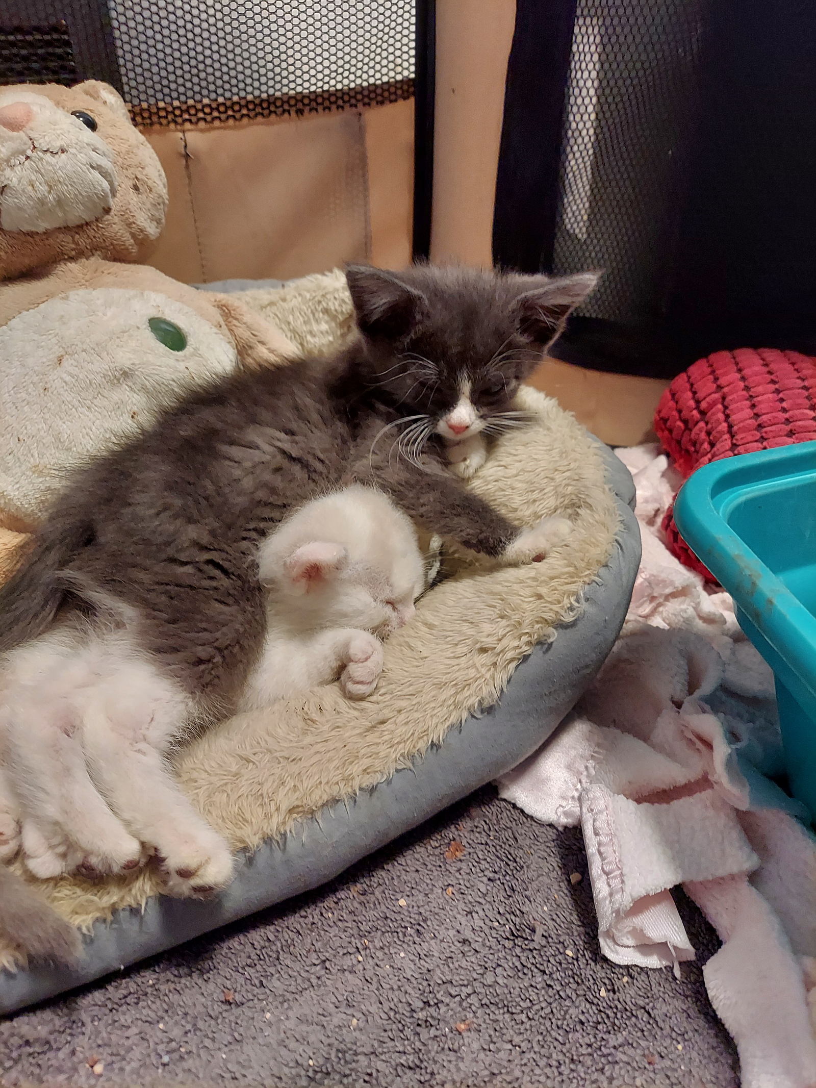 Forgotten felines rescue sales