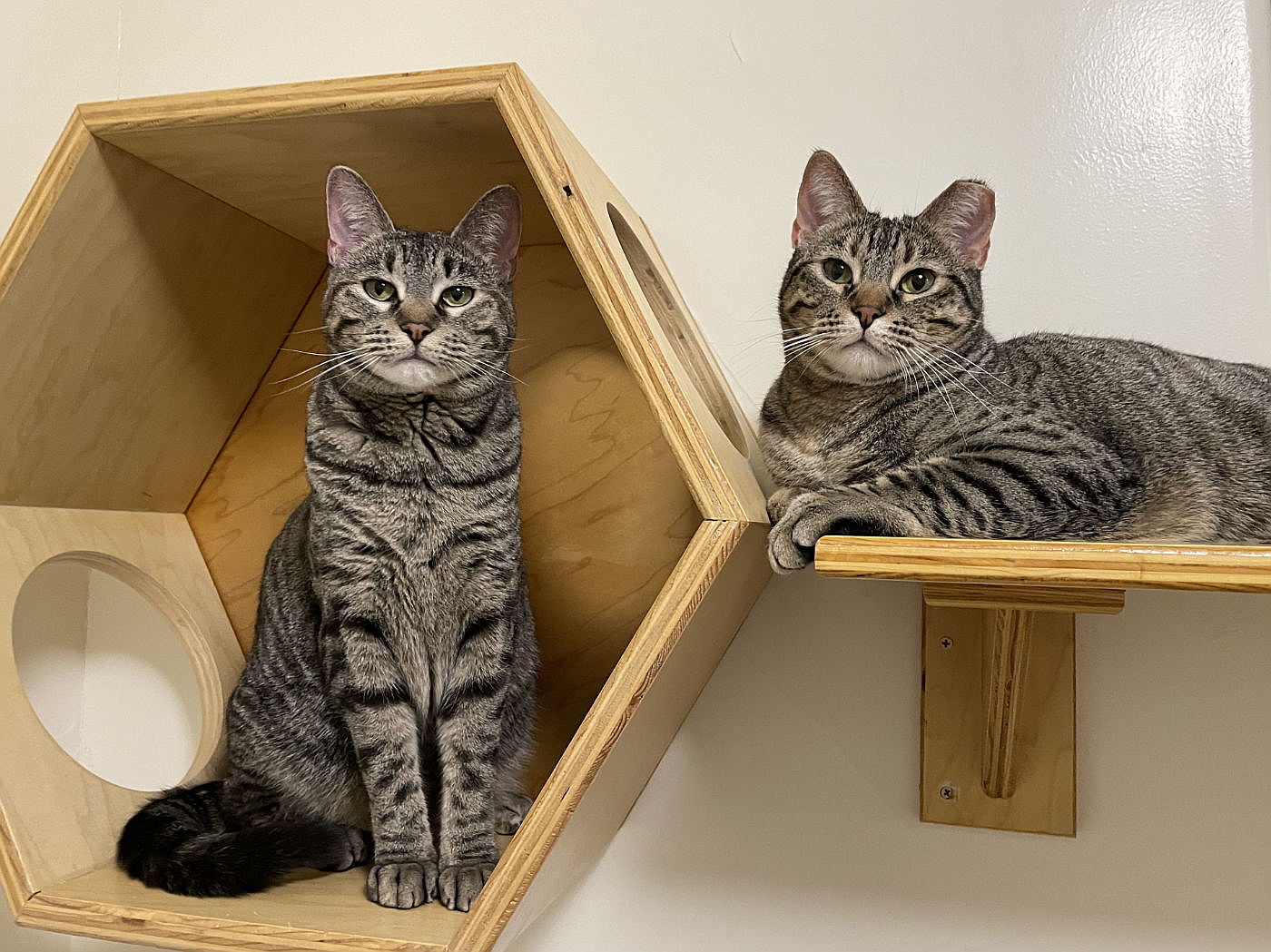 Two cats sitting on shelves