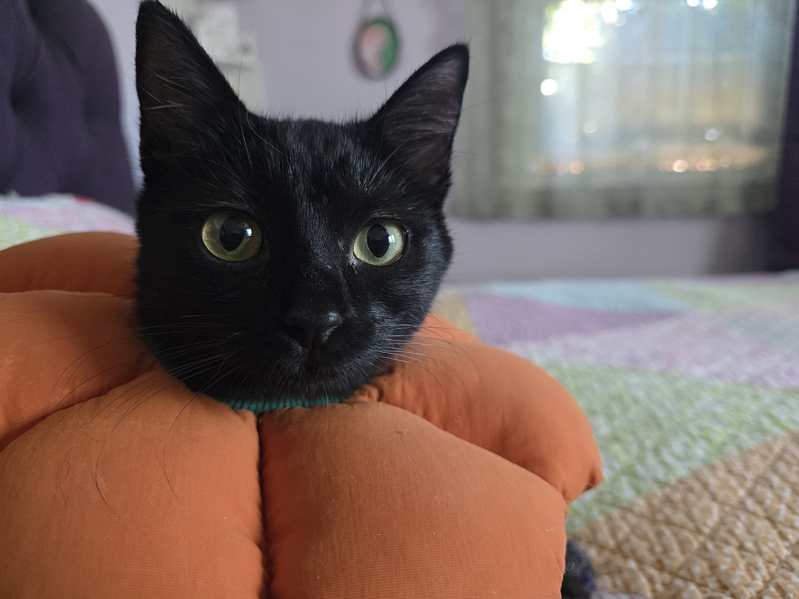 Binx become a tripod after being hit by a car--but she survived and great cat!