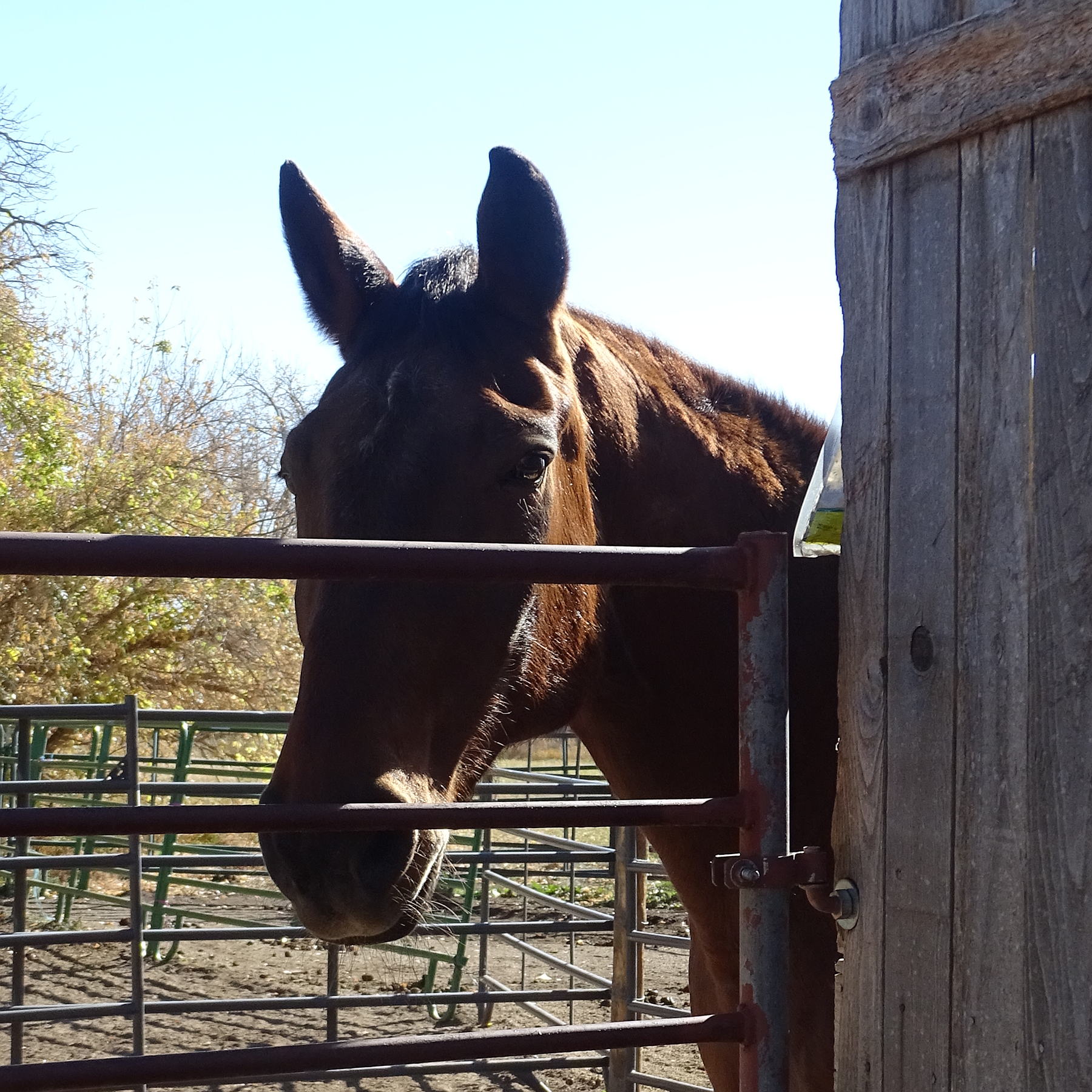 The Horse Protection League Colorado Gives 365
