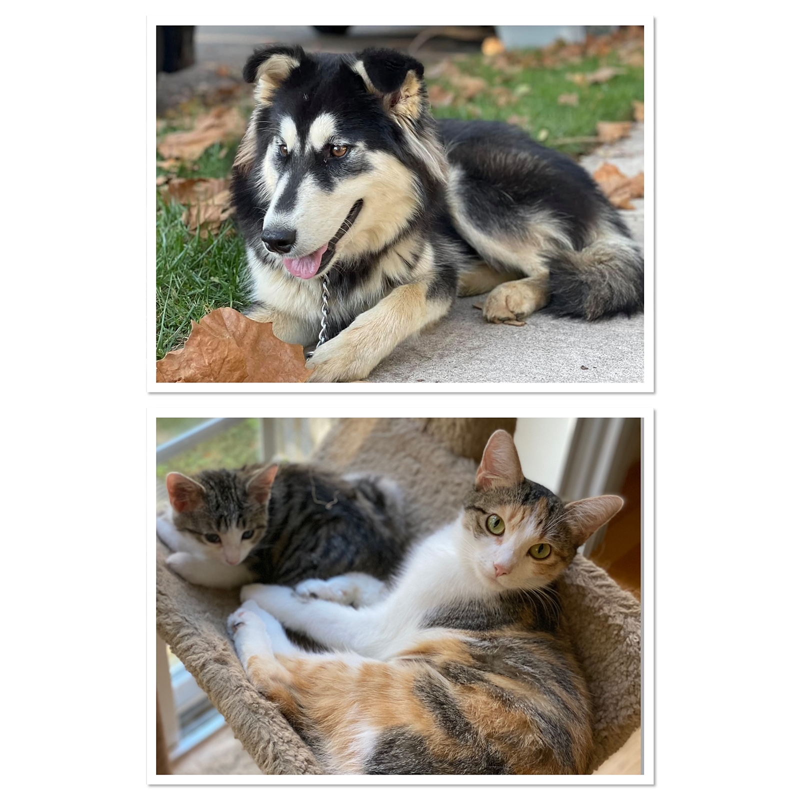 Fancy cats top and dogs rescue