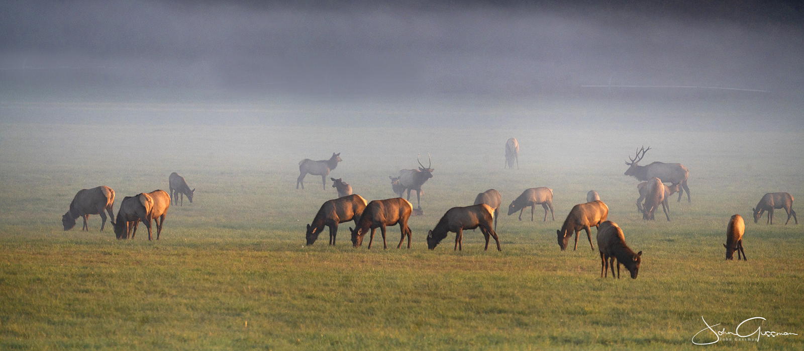 Sequim Elk Herd, John Gussman