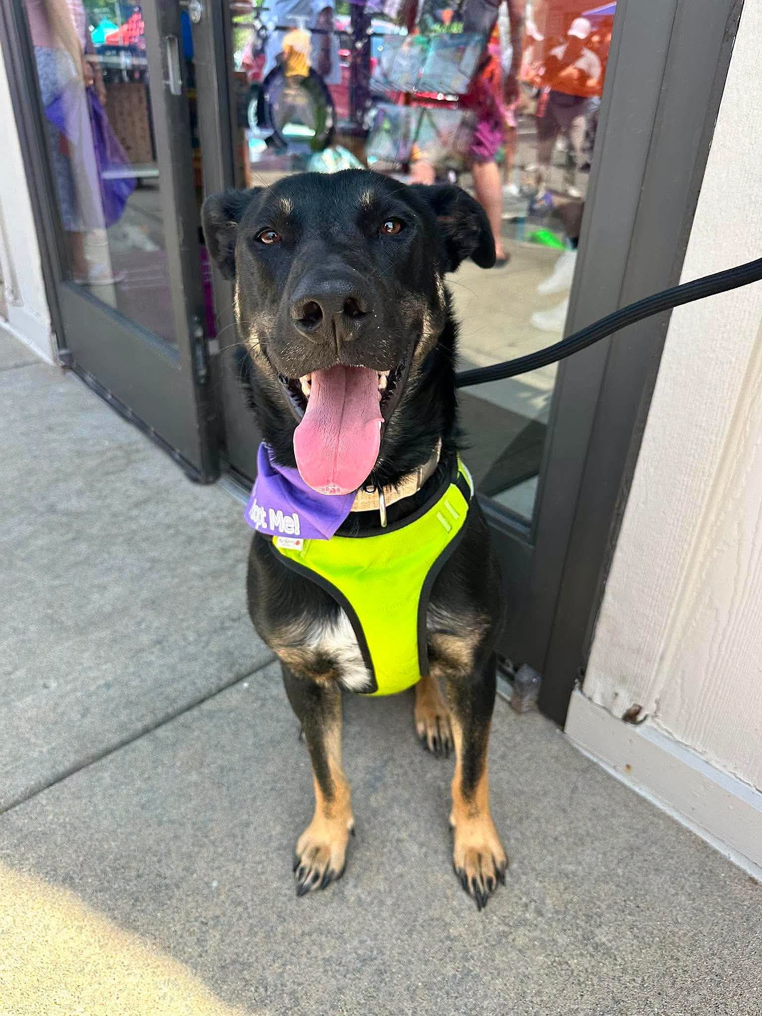 Stellar survived a terrible attack that hurt the tissue between his back legs and his groin but he is now doing fantastic in his forever home!