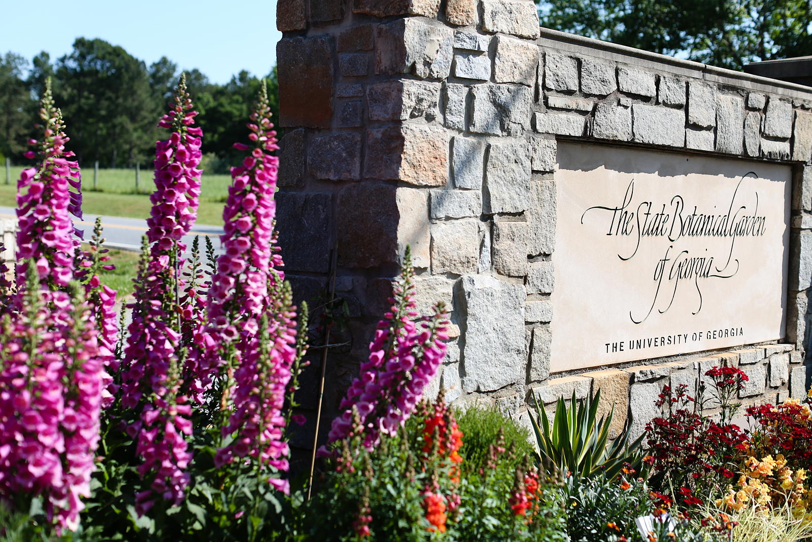 The State Botanical Garden of Georgia's entrance surrounded by foxgloves.