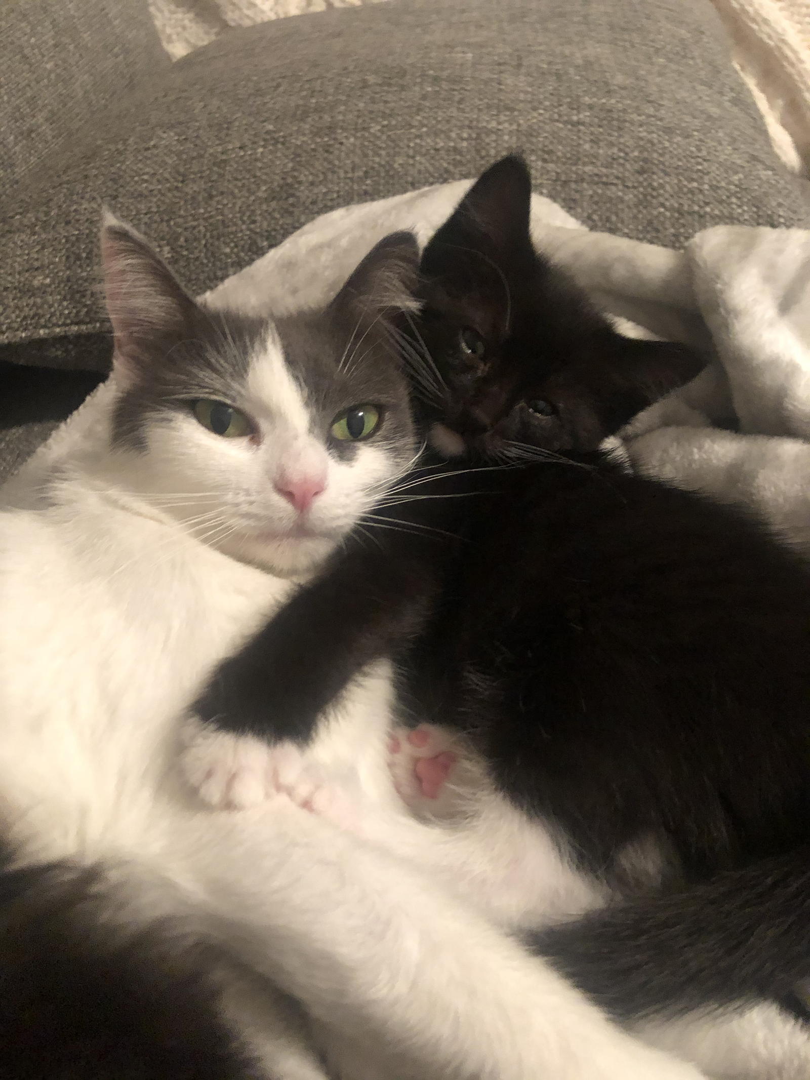 Givingtuesdaynow Kitten Quarantine Gagives