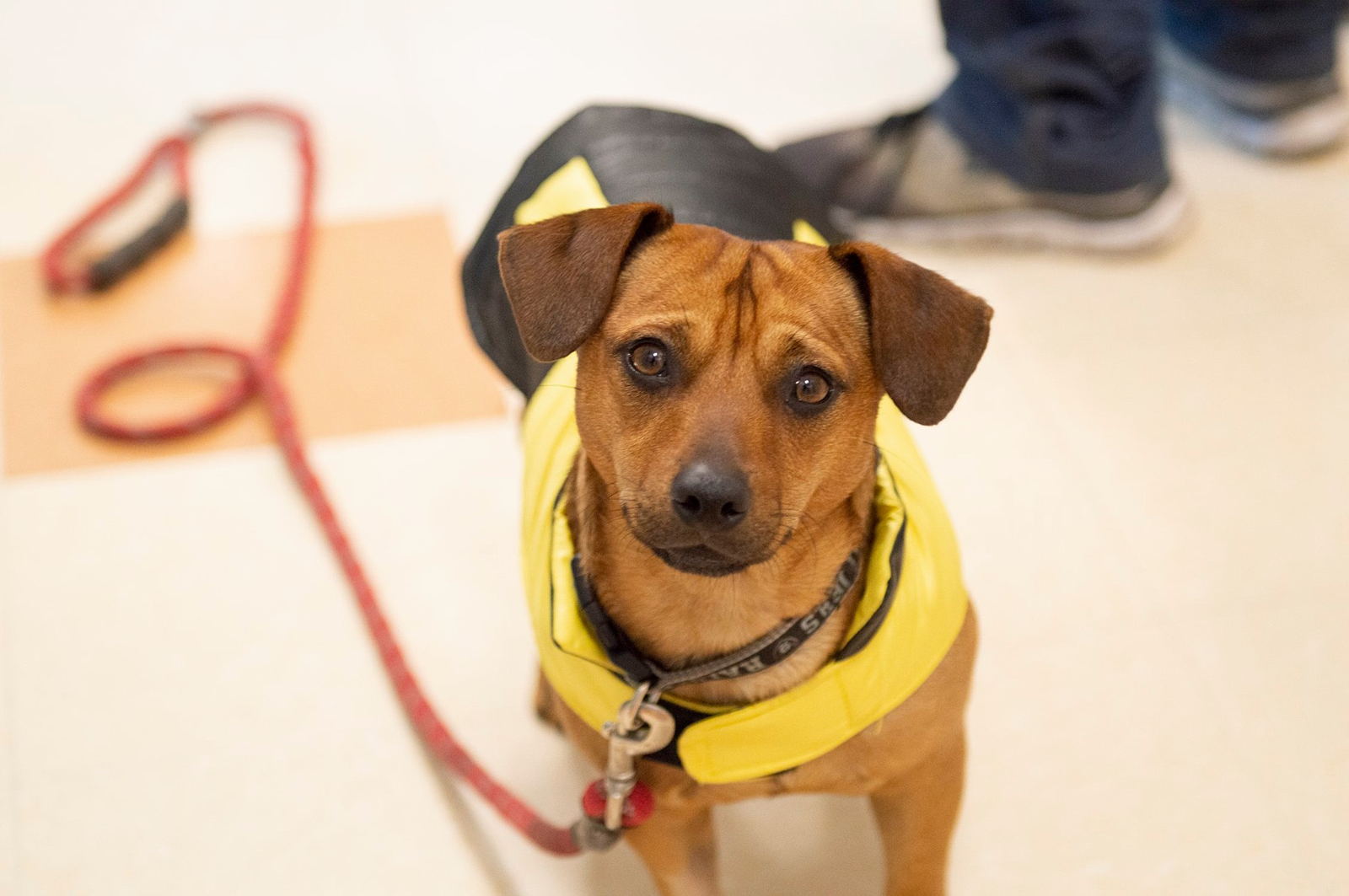 HSSC's Community Veterinary Clinic | Mightycause