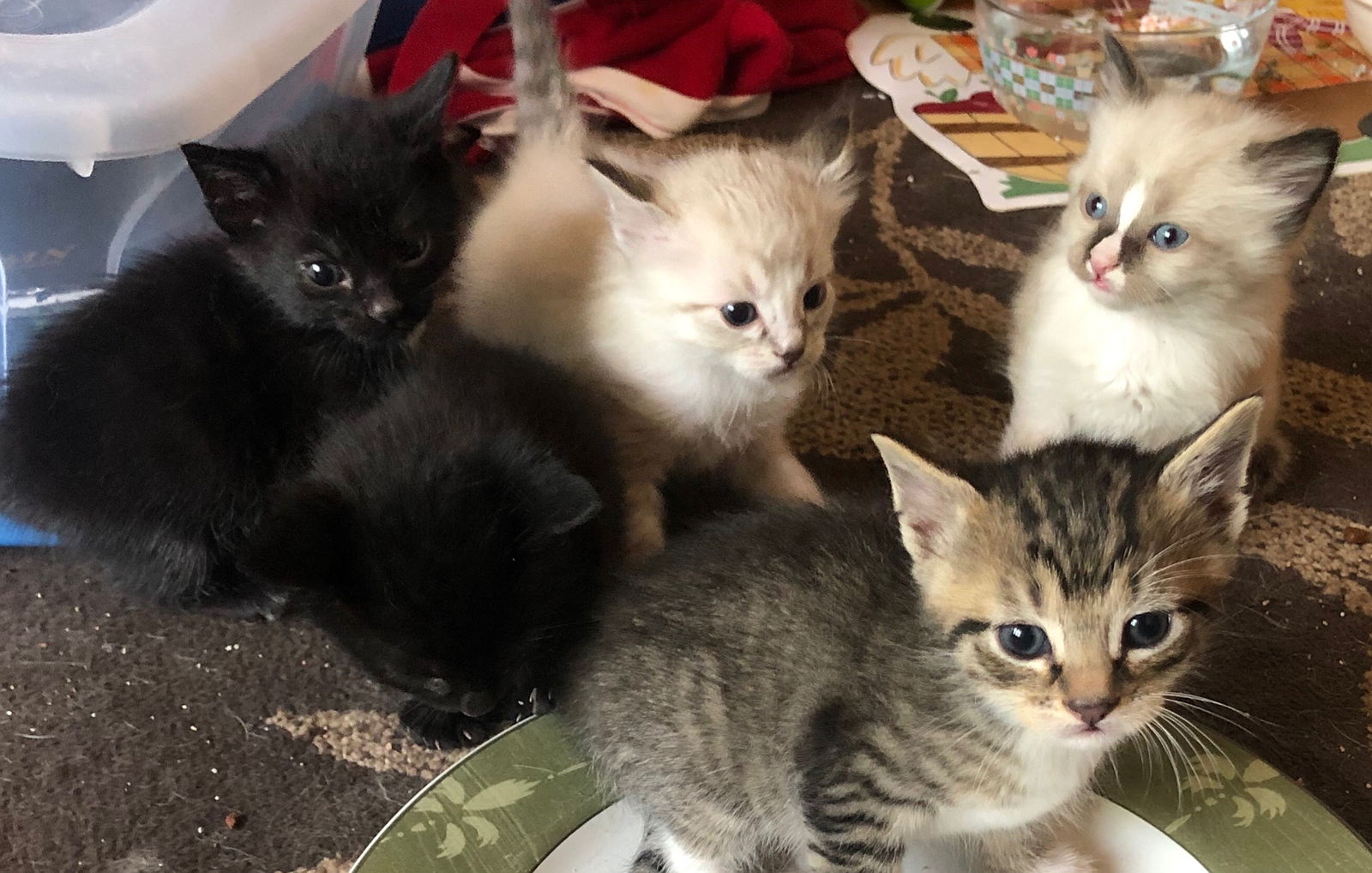 Givingtuesdaynow Kitten Quarantine Gagives