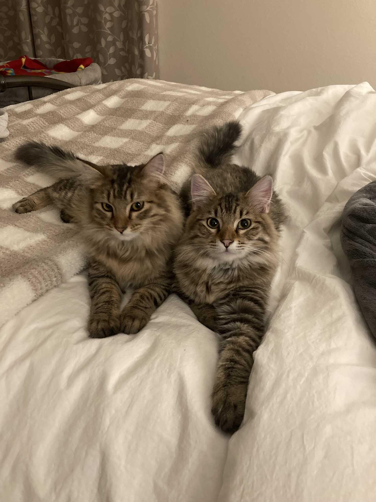 Two cats on a bed