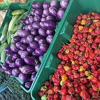 Three green bins full of red and orange peppers, purple eggplants, and green cucumbers, abundance on the land of a SAAFON farmer.