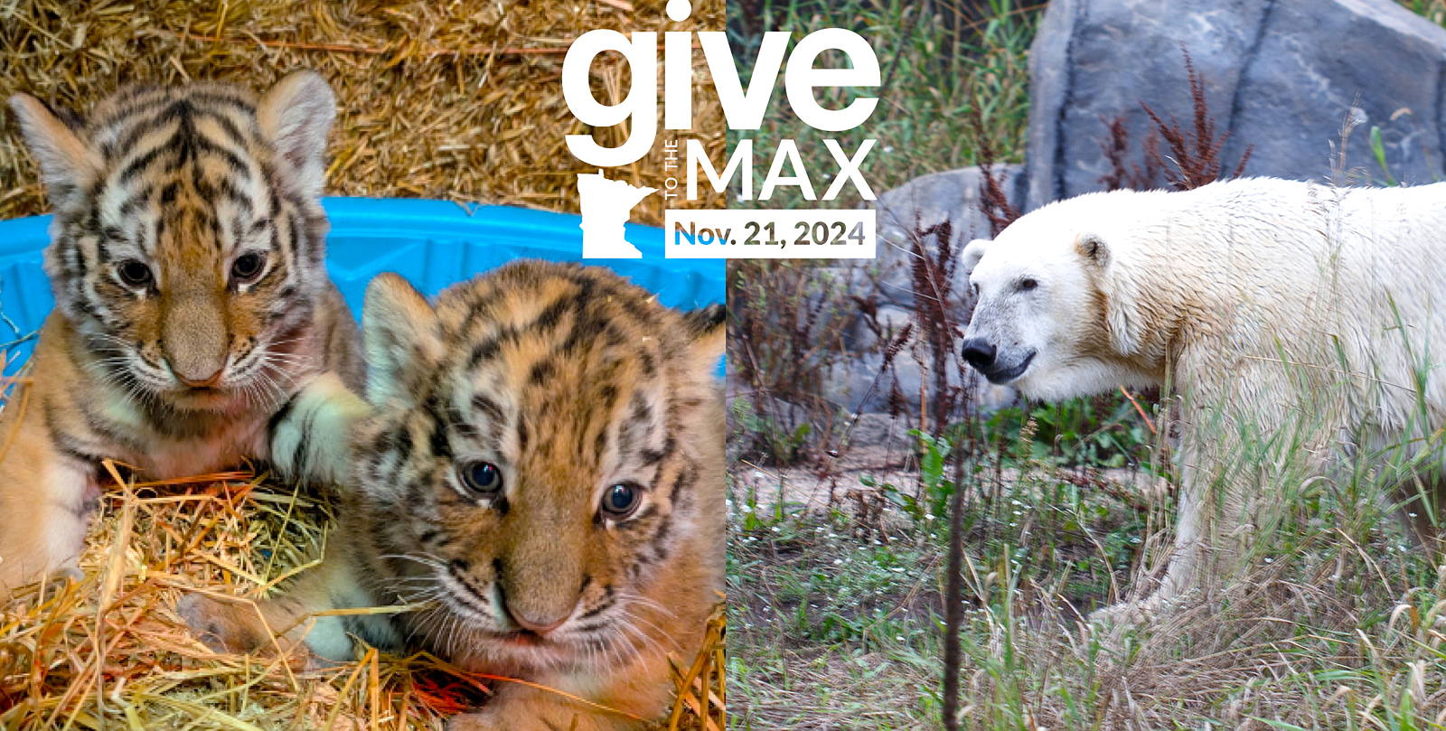 A rectangular banner image shows the Give to the Max, Nov. 16, 2023 logo in the middle with a view of the Marjorie McNeely Conservatory's Sunken Garden summer flower show on the left and Willow the snow leopard cub on the right.