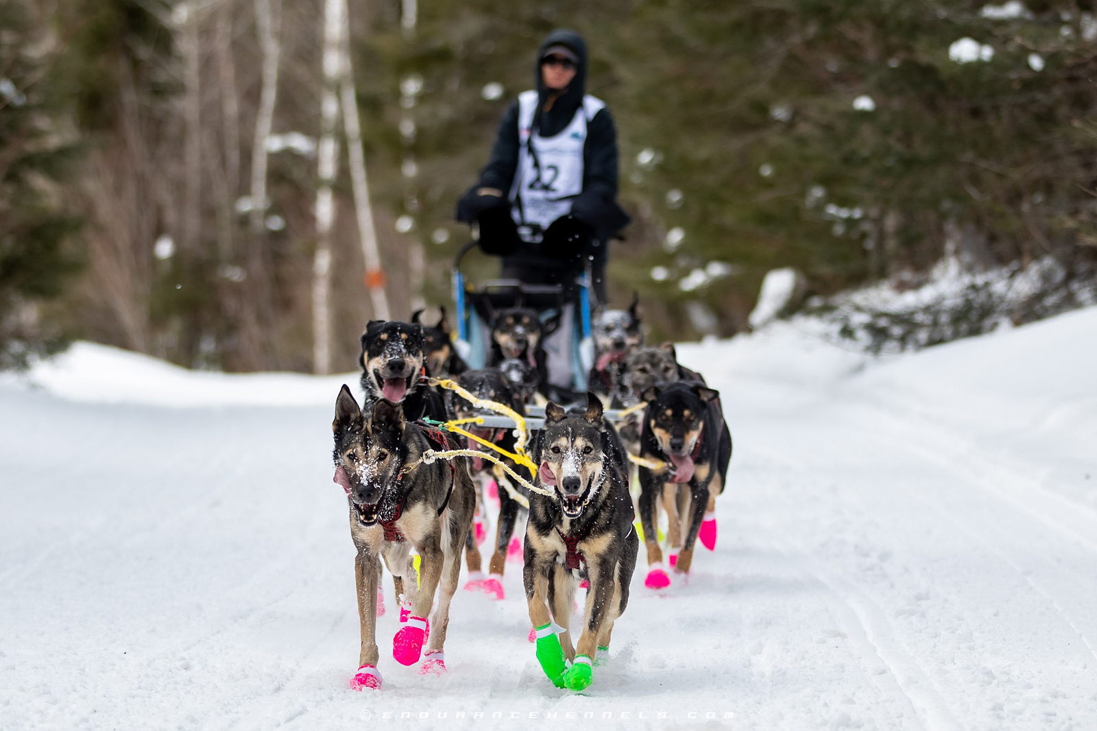 John Beargrease Sled Dog Marathon Inc GiveMN