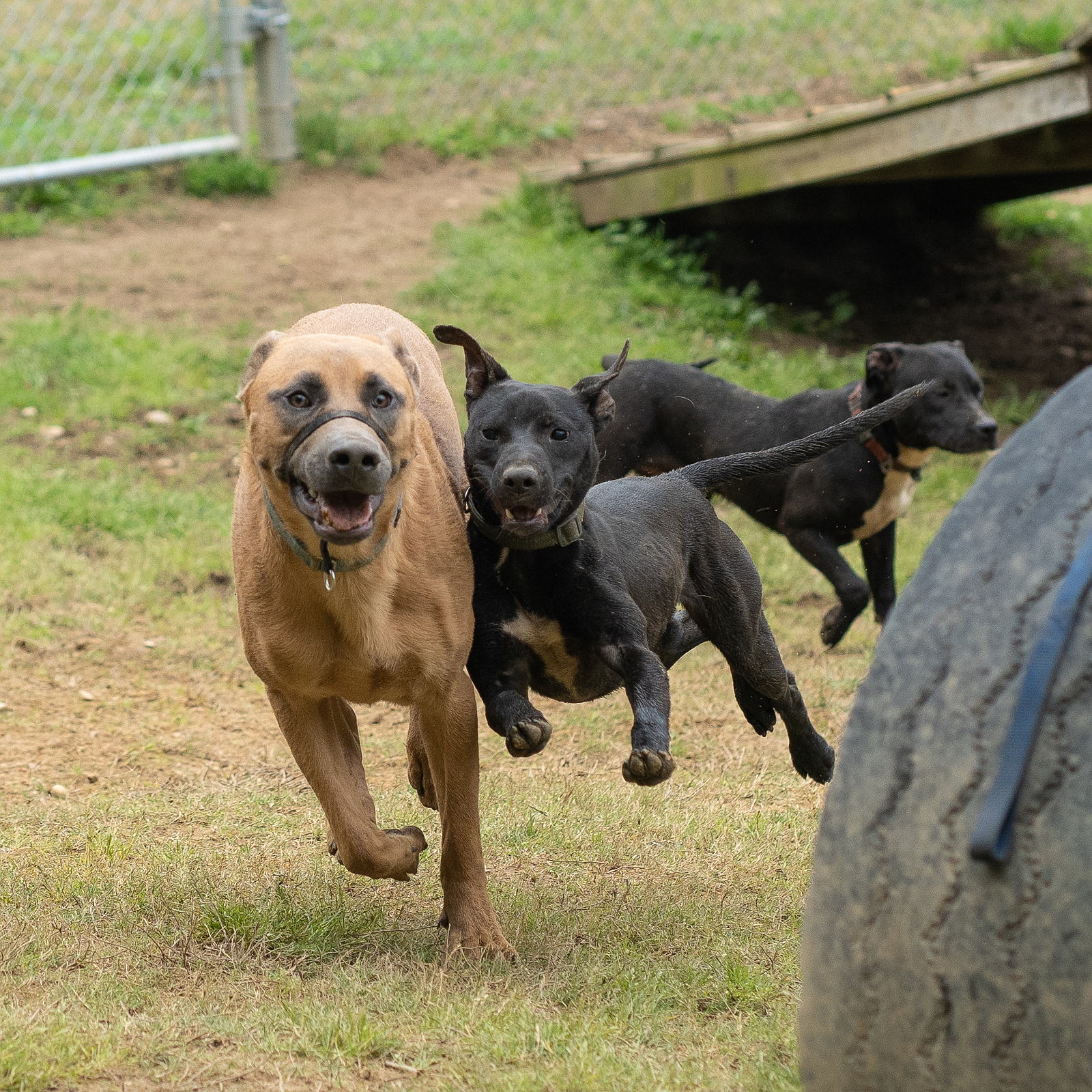 improve-quality-of-life-for-shelter-dogs-coloradogives