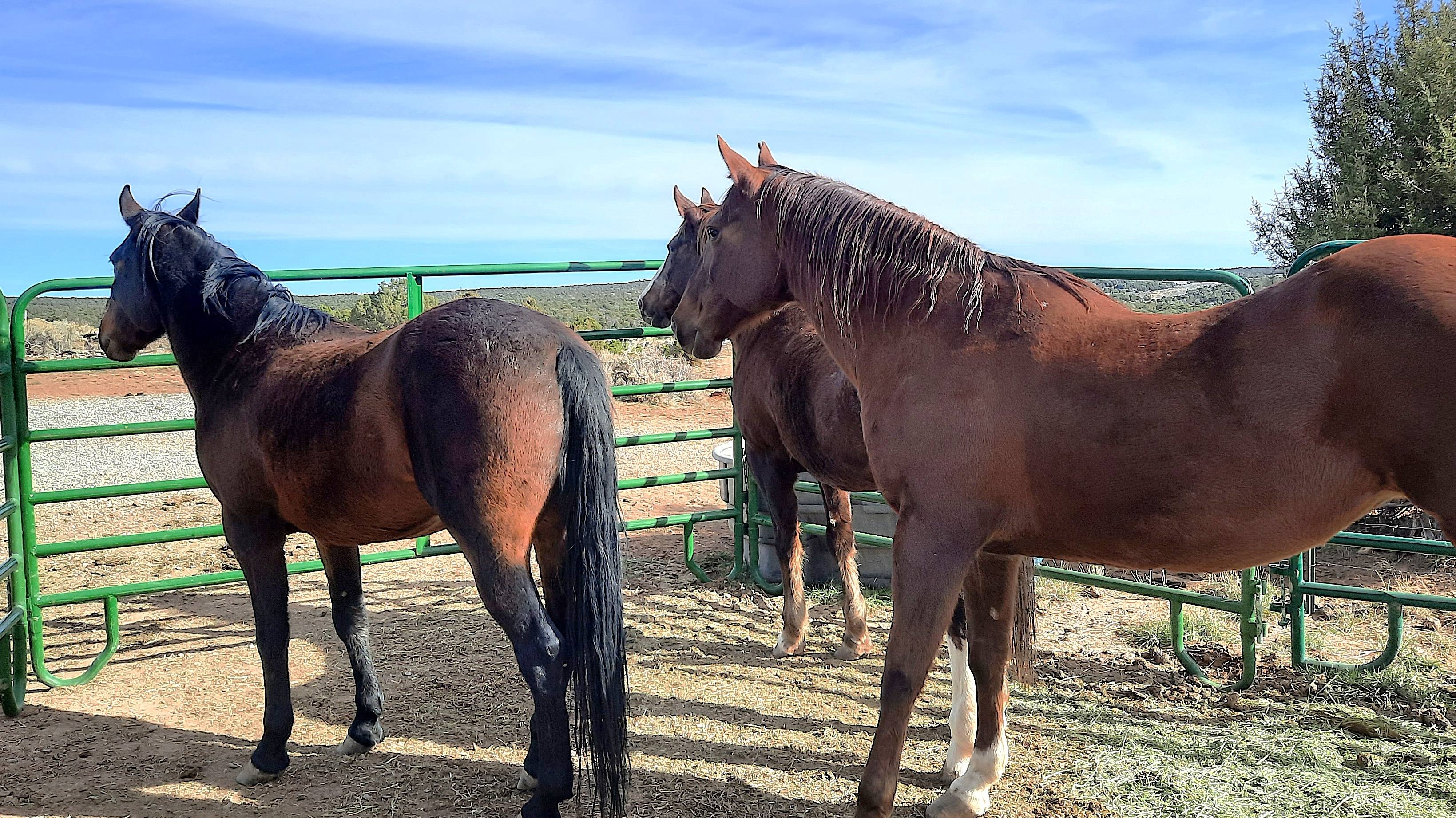 5 Ranges Phoenix Stables | Mightycause