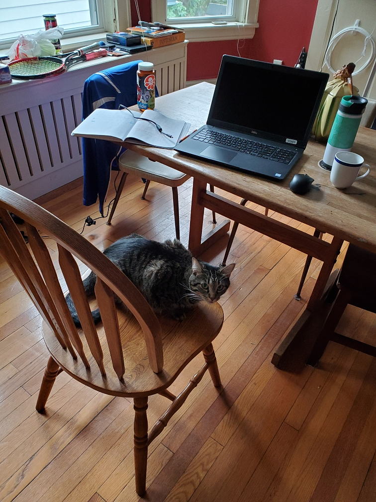 a cat on a wooden chair in front of a table with a laptop