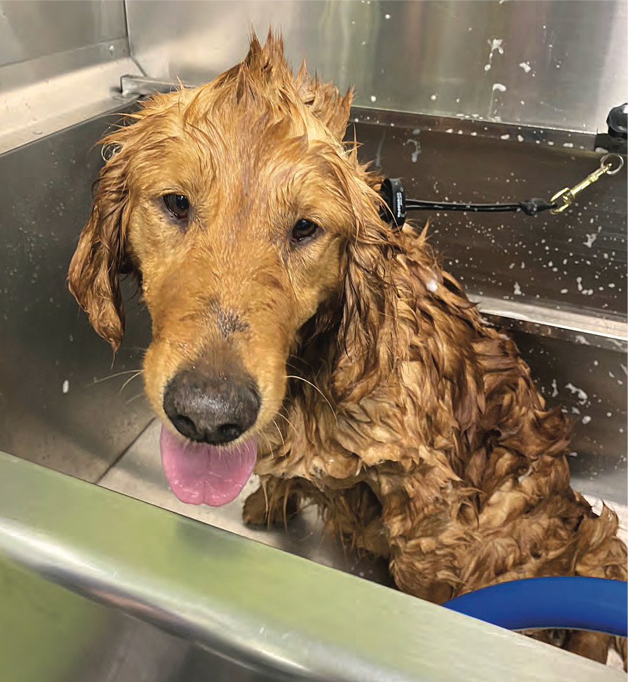 Grateful golden retriever rescue deals