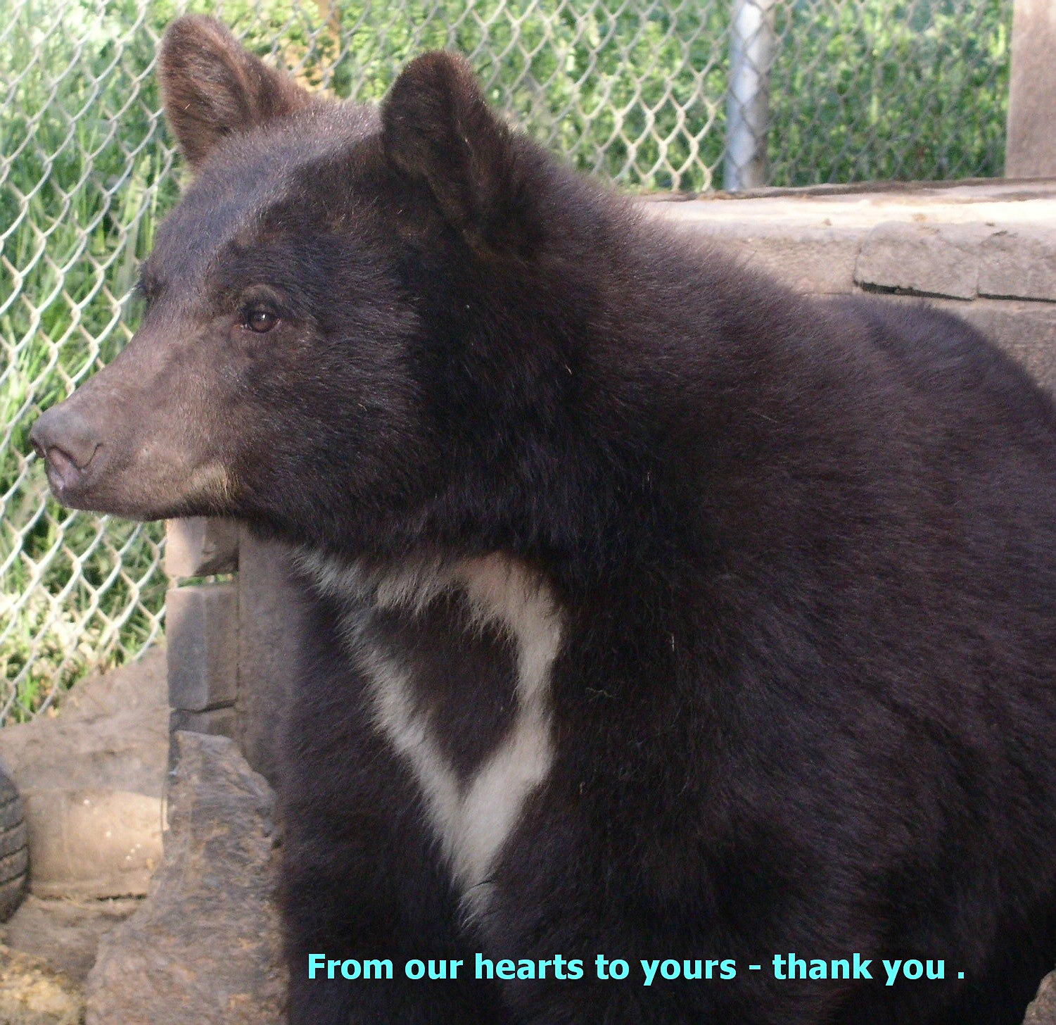 Idaho Black Bear Rehab | Mightycause