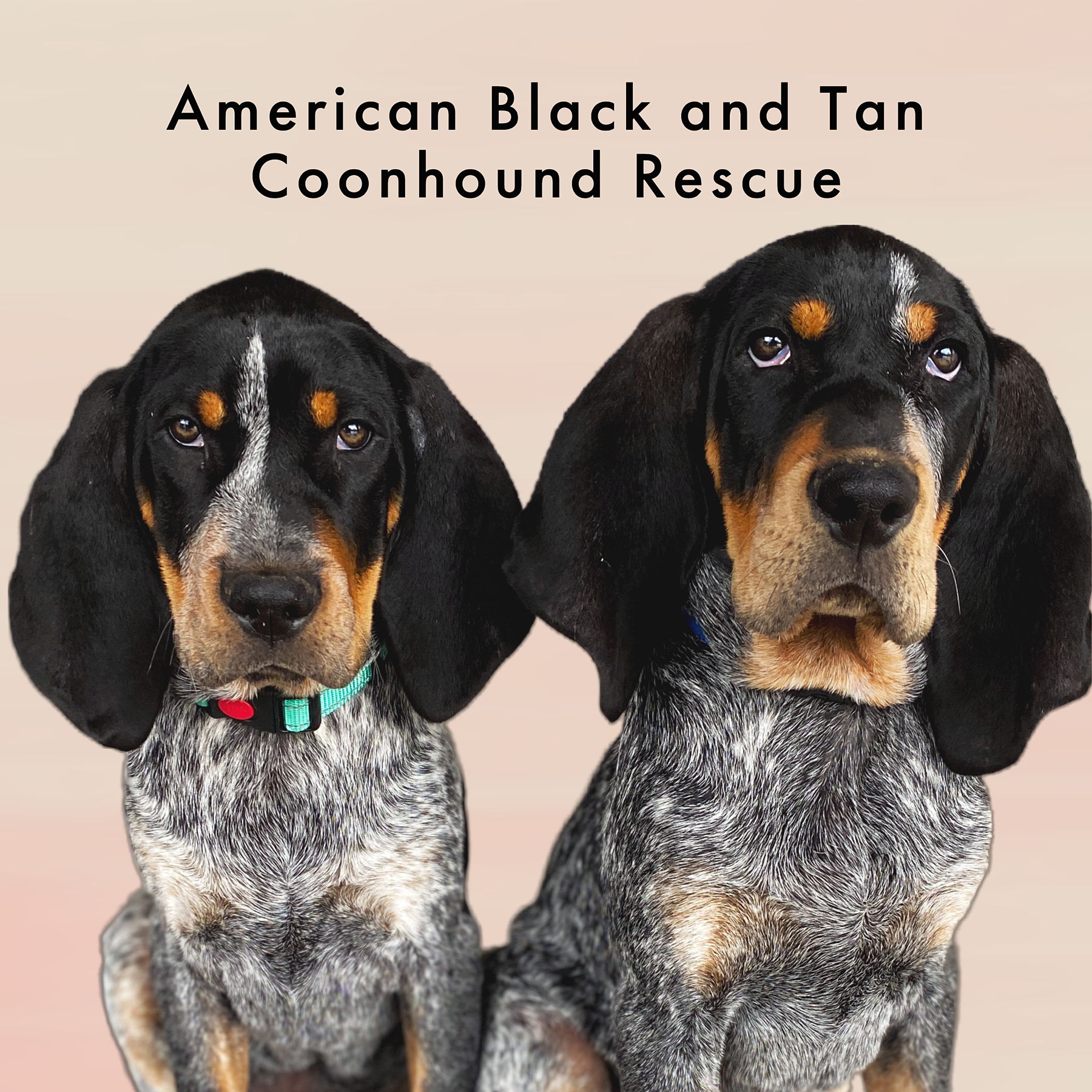Coonhound rescue sale