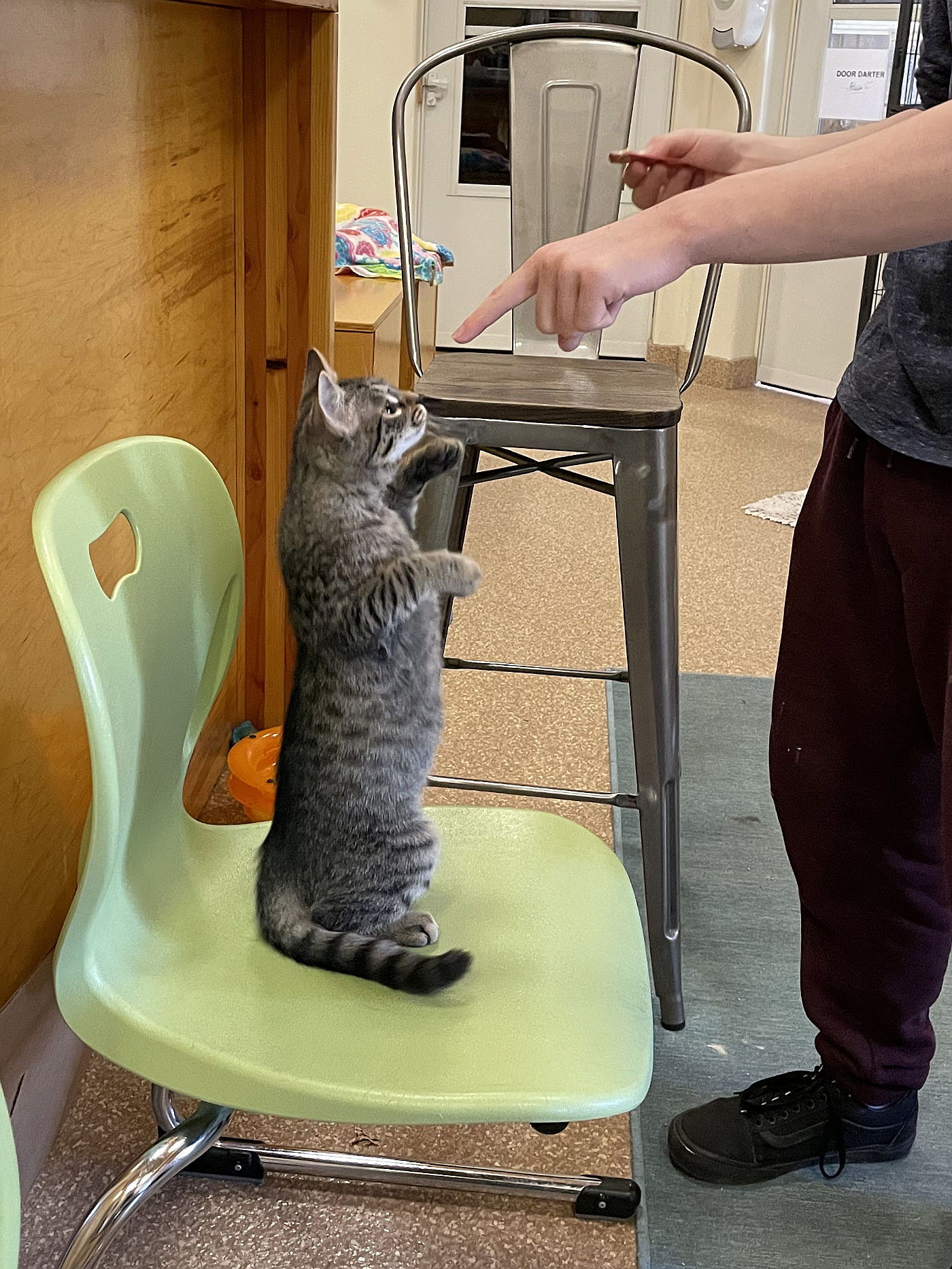 Kitten learning a trick with a volunteer
