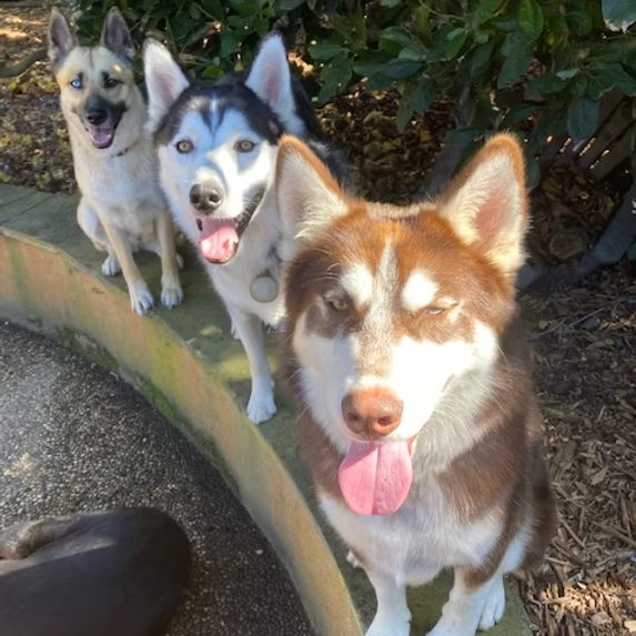 Partners in Animal Care & Compassion | Coastside Gives