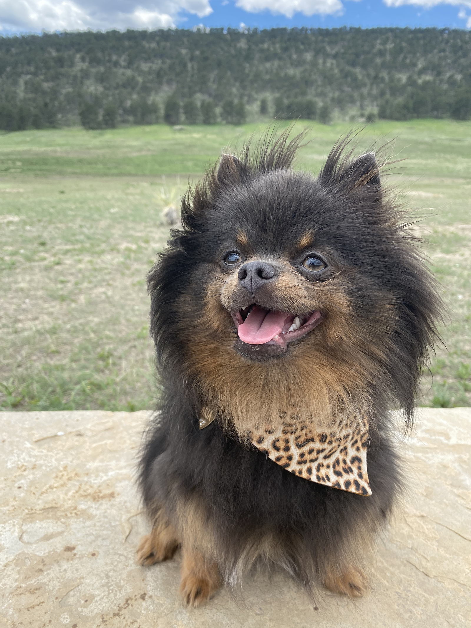 Hi, my name is Aria! I am a Fort Collins native. I just turned one year old in July! Fort Collins has been an amazing place to grow up! I will be sharing all of my amazing adventures here!