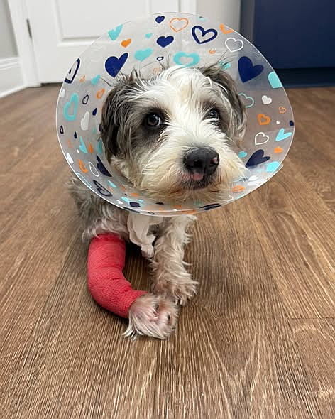 Jonathan has a ways to go but is doing great under his foster's care!