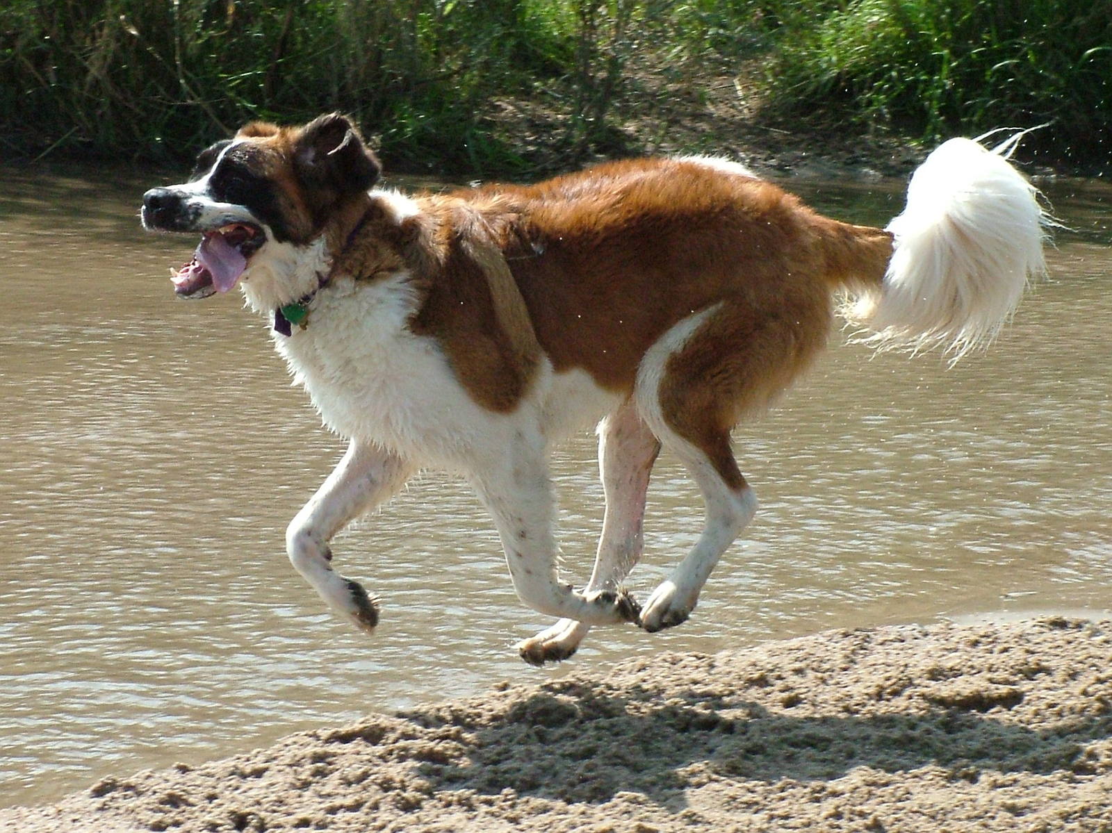 St. bernard Zucker Running