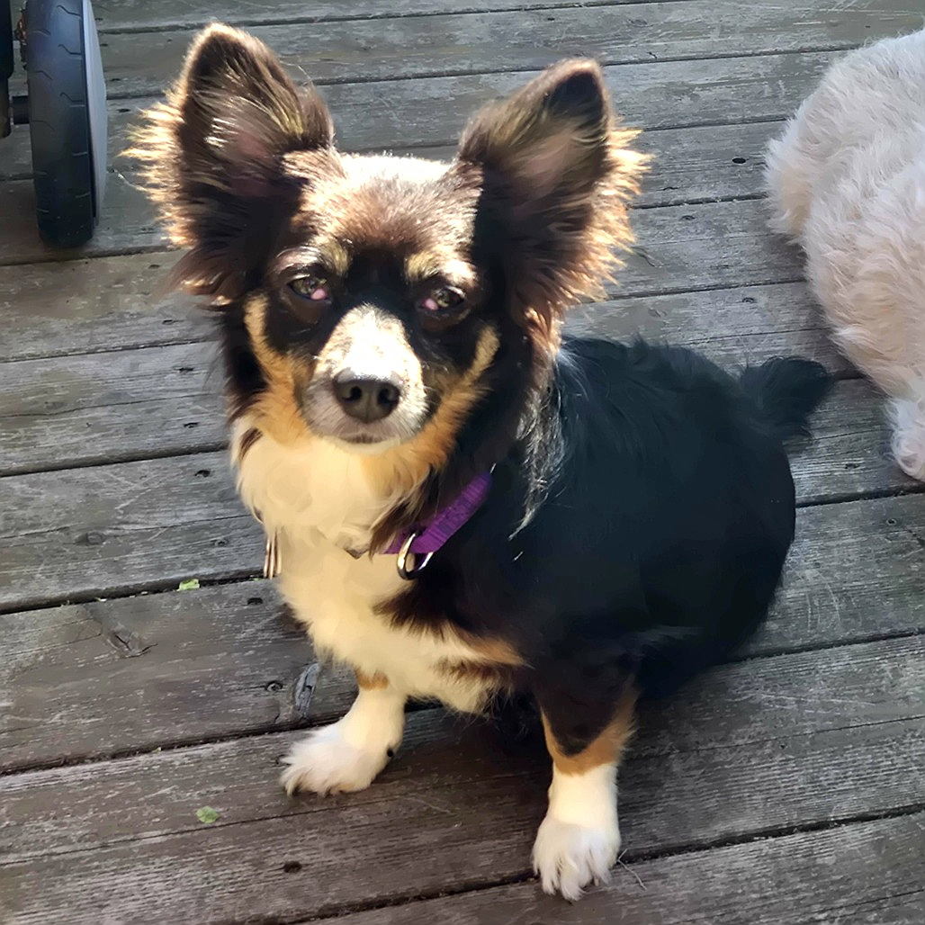 Mabel, a small black-and-tan dog with cherry eye in both eyes, sitting outdoors and looking at the camera.