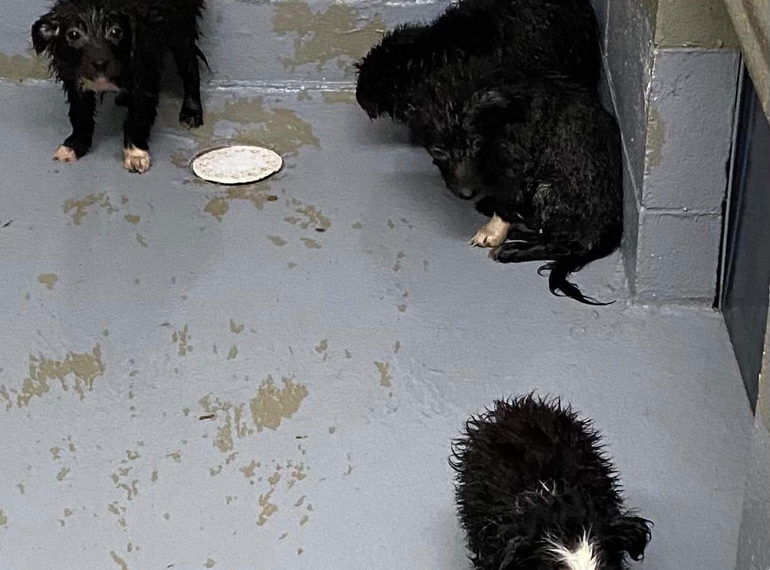 Fundraiser image