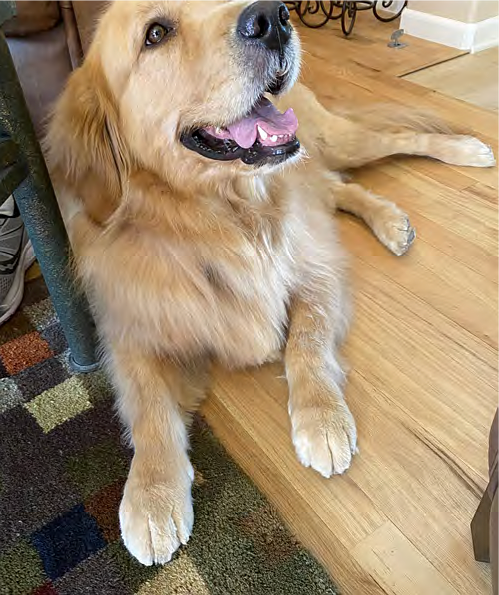 Golden retriever at home sales