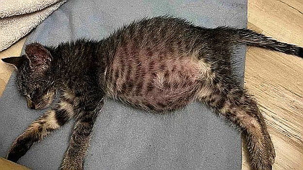 Kitten with bloated FIP belly