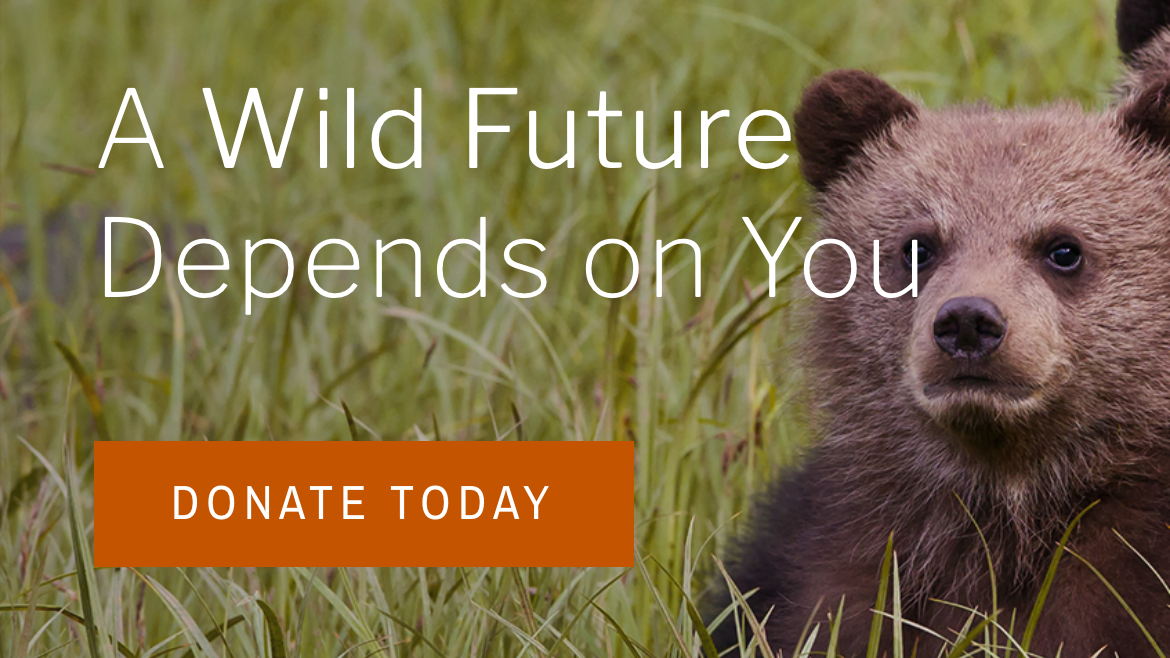 Fundraiser image