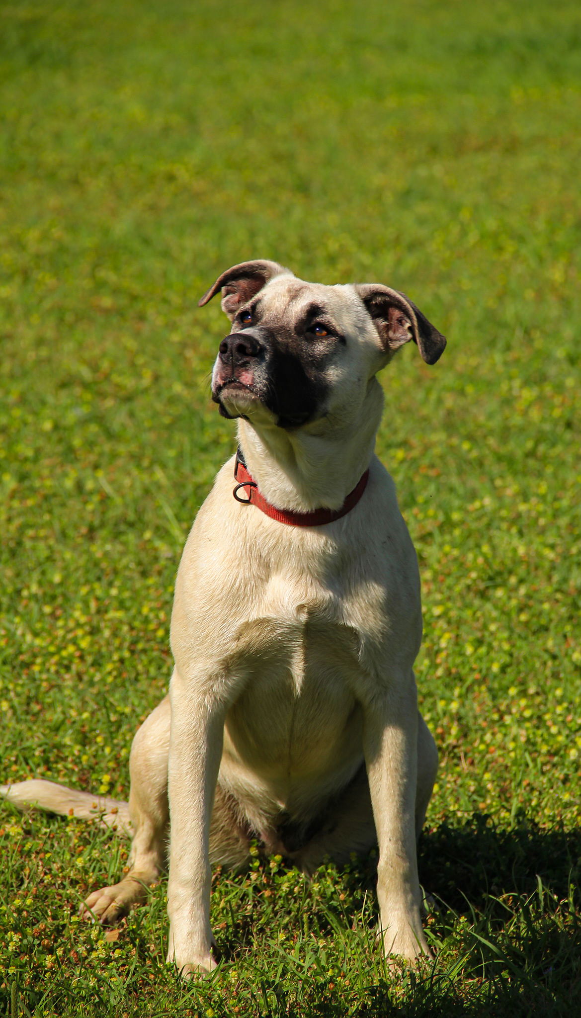 Bandit saved at 6 weeks old.