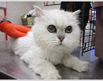 Fancy feline rescue of the south top