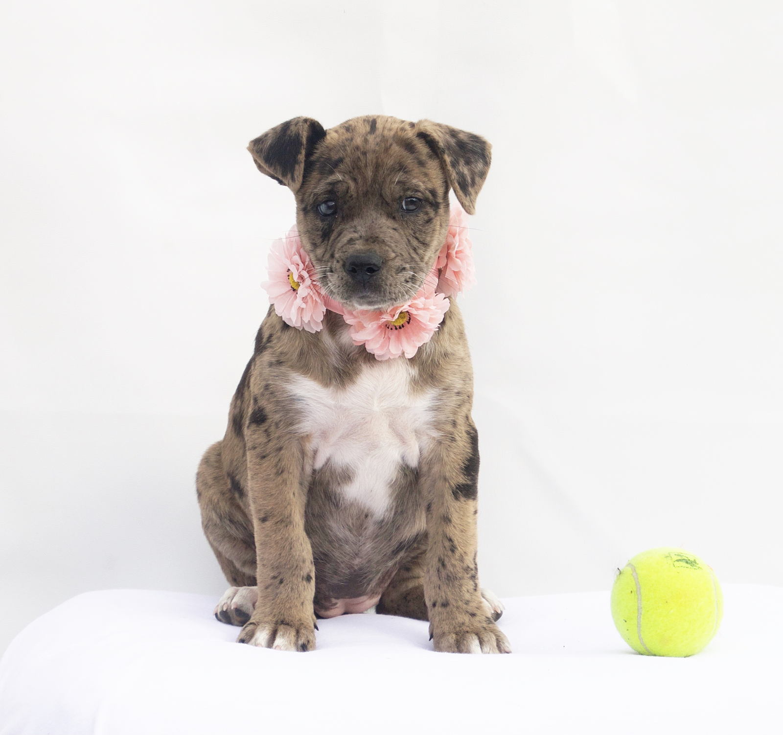 Lost paws animal rescue online