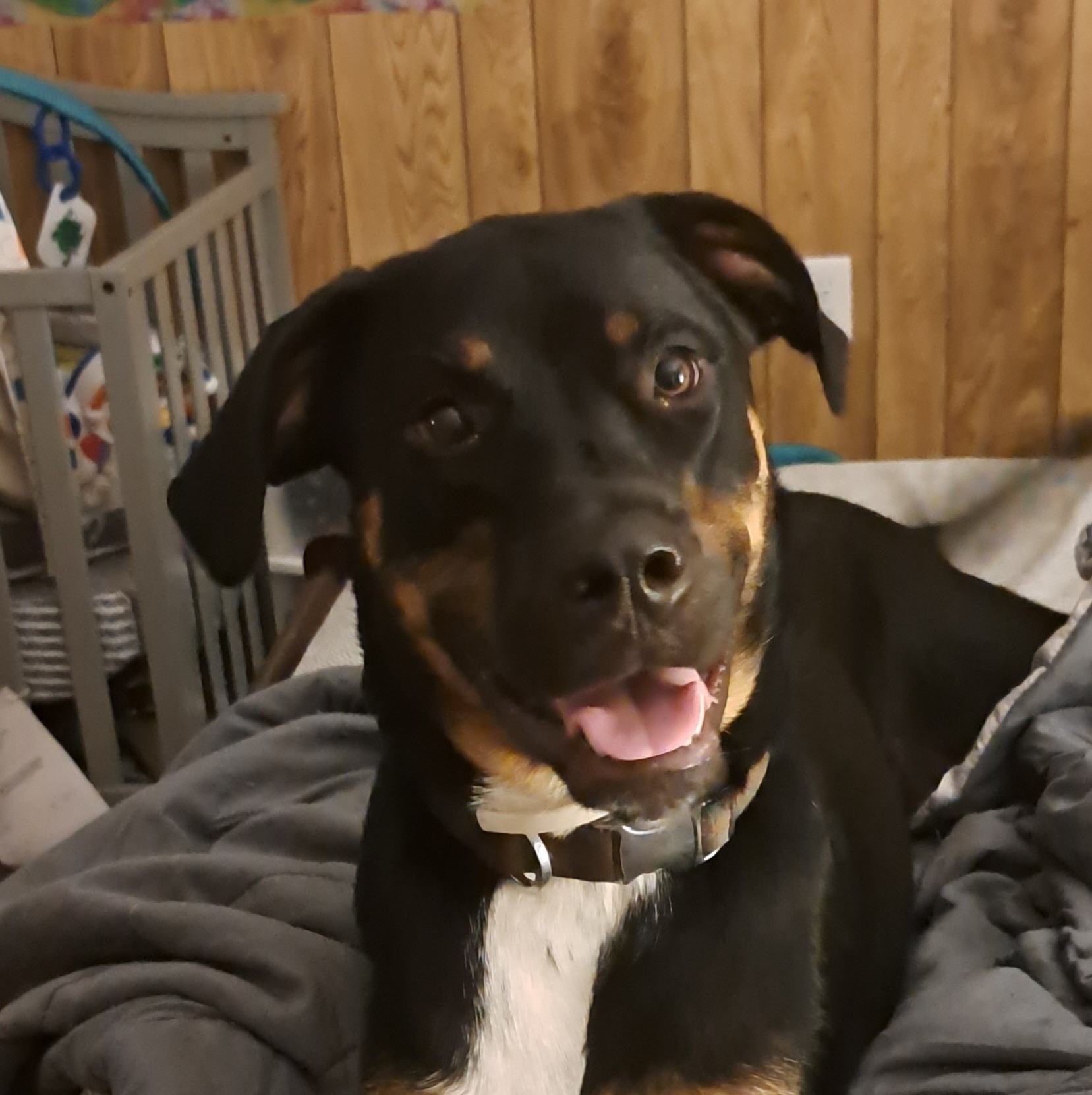 Comanche County Pet Resource Foundation | Texoma Gives