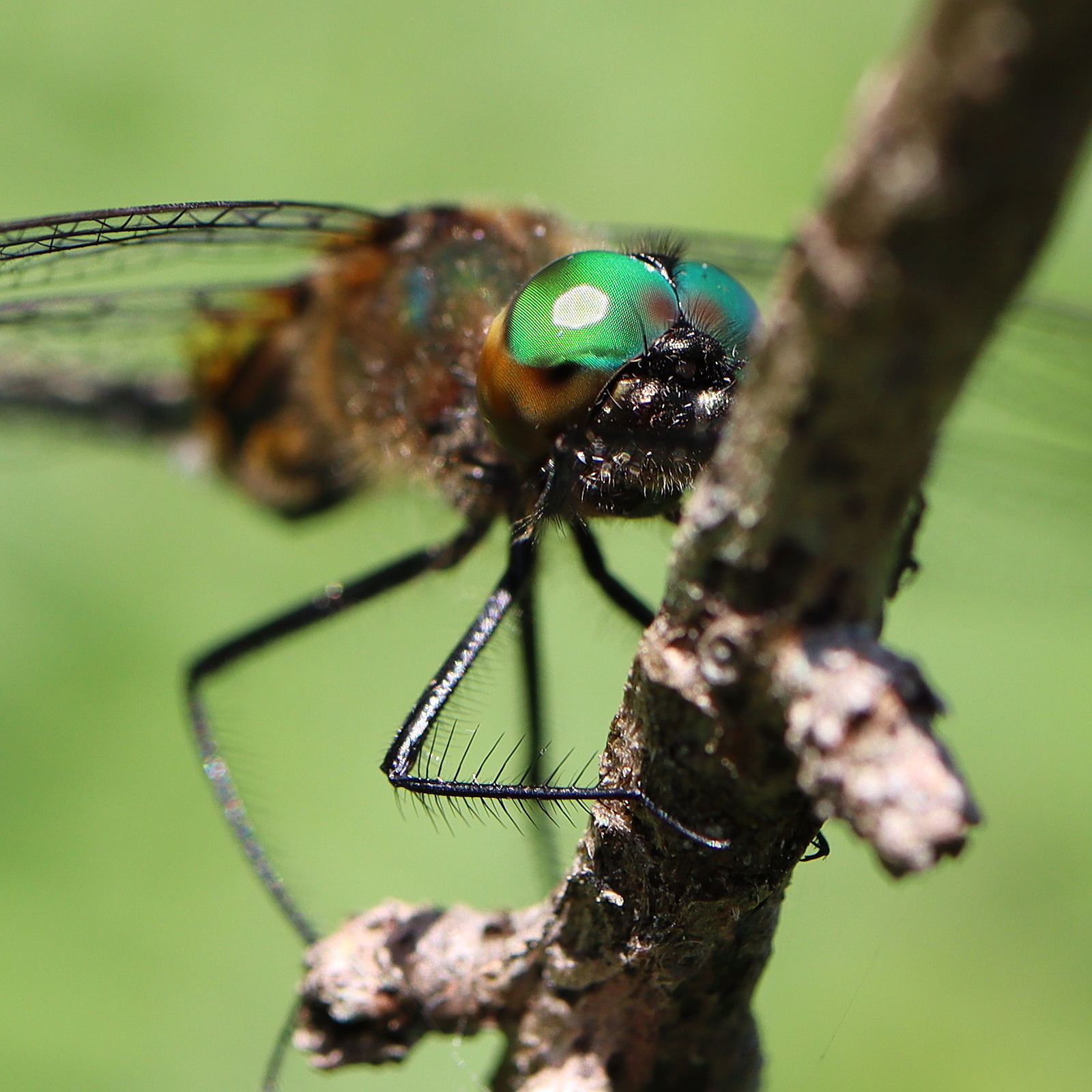 Teal-eyed dragonfly perched on a stick, hunting. ©Neda Jantzen 2026